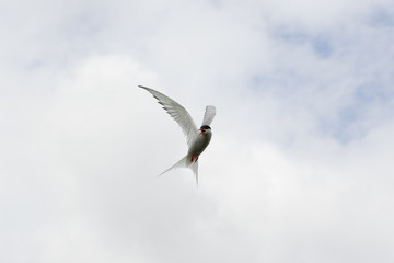 Arctic tern (Sterna paradisaea) in flight, calling