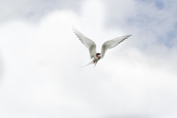 Arctic tern (Sterna paradisaea) Calling whilst in flight
