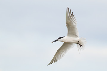 Fototapeta na wymiar Sandwich tern (Thalasseus sandvicensis) in flight, near breeding colony