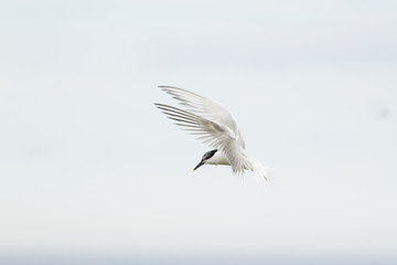 Sandwich tern (thalasseus sandvicensis) landing at colony