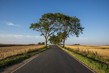 Fototapeta na wymiar Beautiful tress on country roads through the fields.