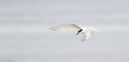 Sandwich tern (Thalasseus sandvicensis) flying at breeding colony