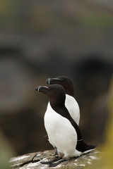 Razorbill (Alca torda) pair at breeding site