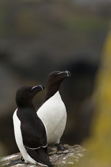 Razorbill (Alca torda) pair at breeding site