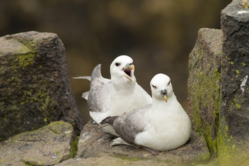 Northern Fulmar Pair (Fulmarus glacialis) at nest site