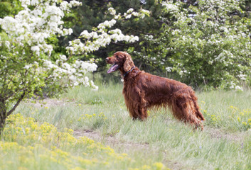Beautiful happy Irish Setter dog standing in the grass with flowers