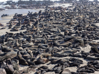 The magnificent colony Brown fur seal, Arctocephalus pusillus, Cape cross, Namibia