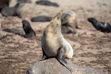 Resting brown fur seal, Arctocephalus pusillus, Cape cross, Namibia