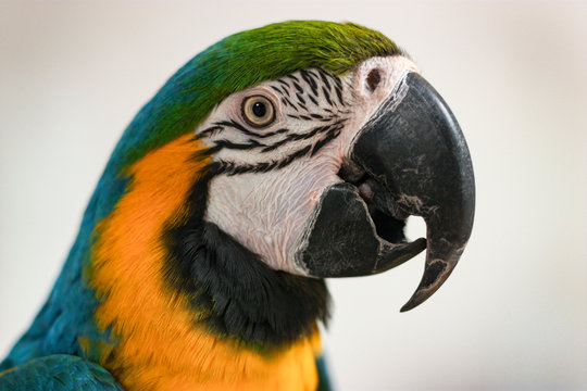 Portrait of Macaw parrot on background of light wall.