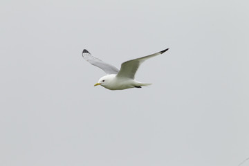 Black - legged Kittiewake pair (Rissa tridactyla) in flight