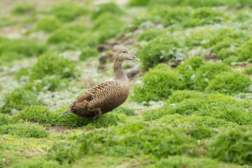 Female Common eider (Somateria mollissima)