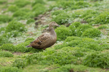 Female Common eider (Somateria mollissima)
