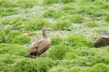 Female Common eider (Somateria mollissima)