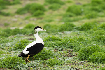 Male Common eider (Somateria mollissima)