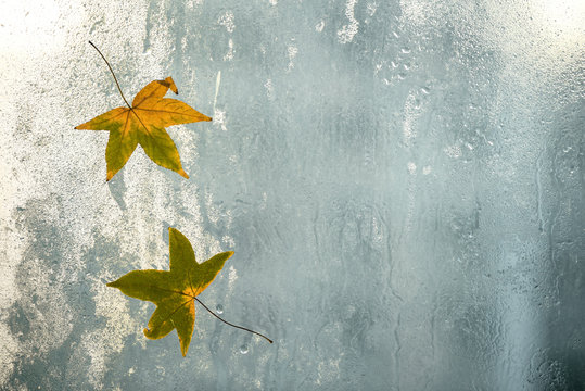 Autumn leaves and raindrops on window