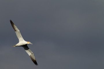 Northern gannet (Morus bassanus) in flight at breeding colony