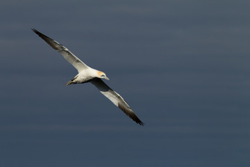 Northern gannet (Morus bassanus) in flight at breeding colony