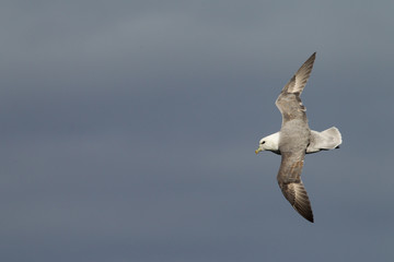Northern Fulmar (Fulmarus glacialis) in flight