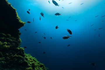 Fototapeta na wymiar Underwater rocky bottom and many fish.