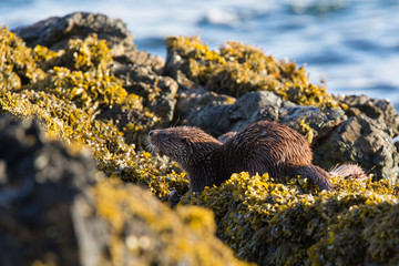 Eurasian otter (Lutra lutra) youngster