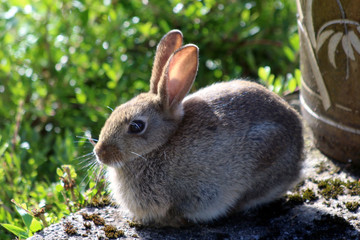 Wild Cute Baby Bunny Rabbit Resting