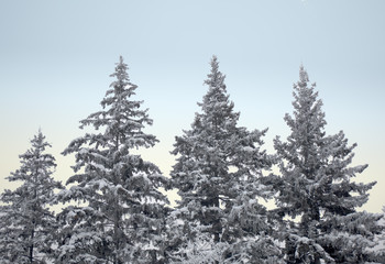 Fototapeta na wymiar Snow covered fir trees. Winter frost forest. Cold december moning in the park.