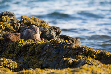 Eurasian otter (Lutra lutra) youngster