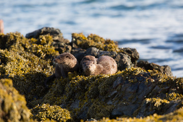 Eurasian otter (Lutra lutra) youngster