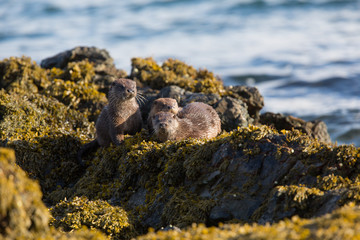 Naklejka premium Eurasian otter (Lutra lutra) youngster