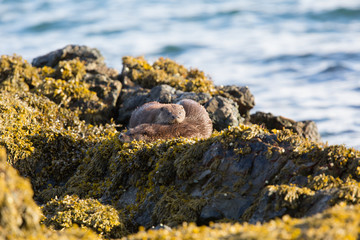 Eurasian otter (Lutra lutra) youngsters sleeping together
