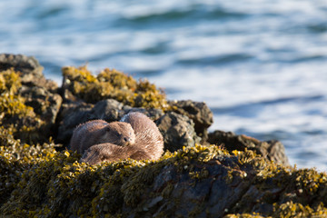 Eurasian otter (Lutra lutra) youngsters sleeping together