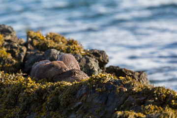 Eurasian otter (Lutra lutra) youngsters sleeping together