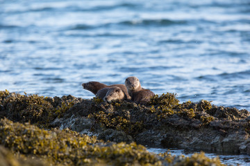 Eurasian otter (Lutra lutra) youngsters sleeping together