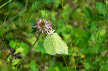 Green butterfly on purple flower