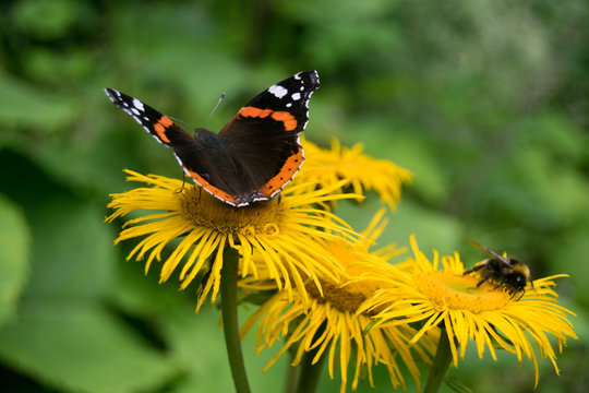 Colourful butterfly and two bees on yellow flowers