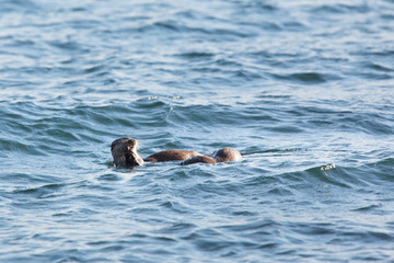 Eurasian otter (Lutra lutra) youngsters Foraging together on sea