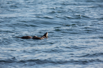 Fototapeta premium Eurasian otter (Lutra lutra) youngsters Foraging together on sea