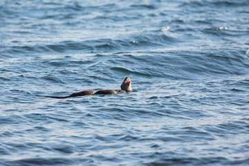 Obraz premium Eurasian otter (Lutra lutra) youngsters Foraging together on sea