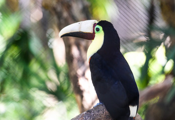 Close up of a wounded toucan