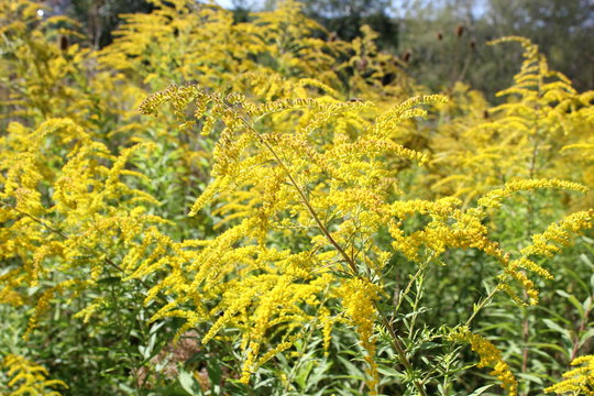 Bl&uuml;ten der Kanadischen Goldrute