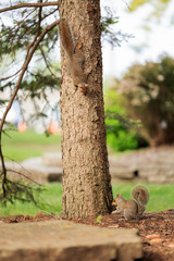 squirrel play