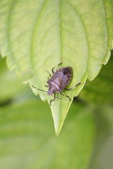 Brown Marmorated shield bug on Hydrangea leaf . Halyomorpha halys insect.
