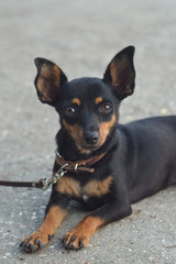 the dog lies a little