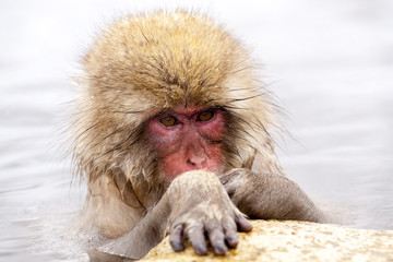 Cute japanese snow monkey looking at its paw. Nagano Prefecture, Japan.