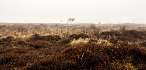 Bare lonely tree in the morning autumn mist. Texel Island, Netherlands
