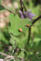 Eggplant cultivation damaged by Colorado potato beetle. Leptinotarsa decemlineata insects eating eggplant leaves