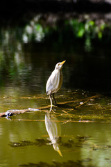 Heron in the lake bird