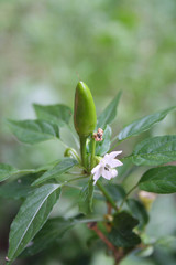 Capsicum annuum plant in bloom. Chili pepper cultivar with white flower and fruit.
