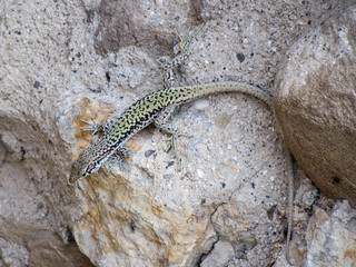 lizard on stone macro