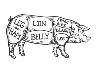 Meat diagram pig engraving vector